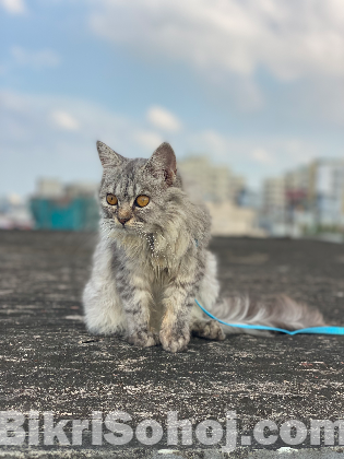 Persian Cat